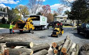 Best Tree Preservation Services  in Hallettsville, TX