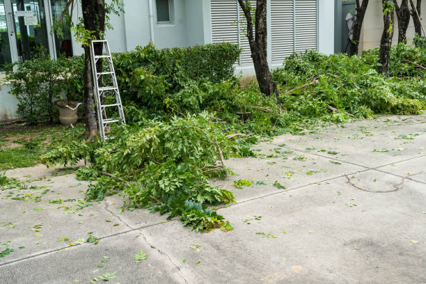 Best Tree Removal  in Hallettsville, TX